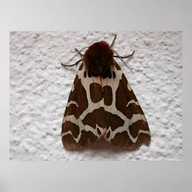 Garden tiger moth poster (Front)