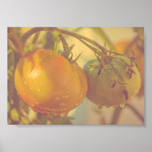 Garden Tomatoes Summer Harvest Poster