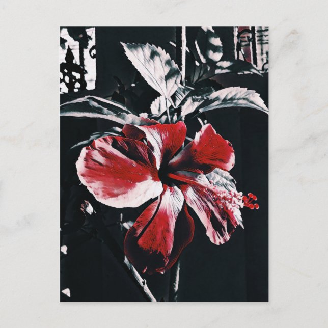 Garden Tropical Hibiscus Artwork Holiday Postcard (Front)