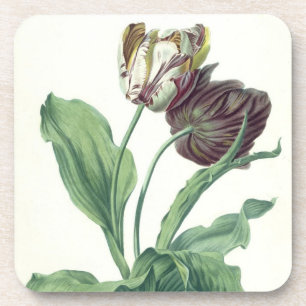 Garden Tulip, from 'Opera Botanica', engraved by L Coaster