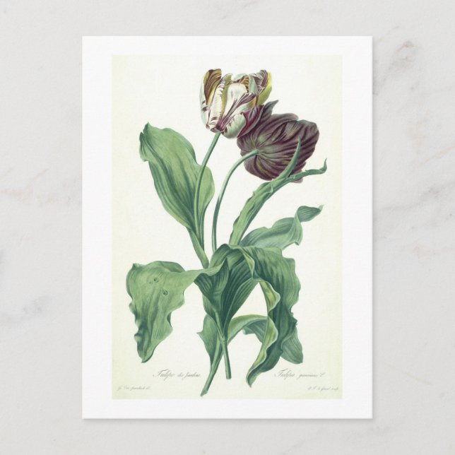 Garden Tulip, from 'Opera Botanica', engraved by L Postcard (Front)