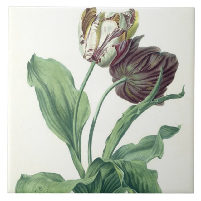 Garden Tulip, from 'Opera Botanica', engraved by L Tile (Front)