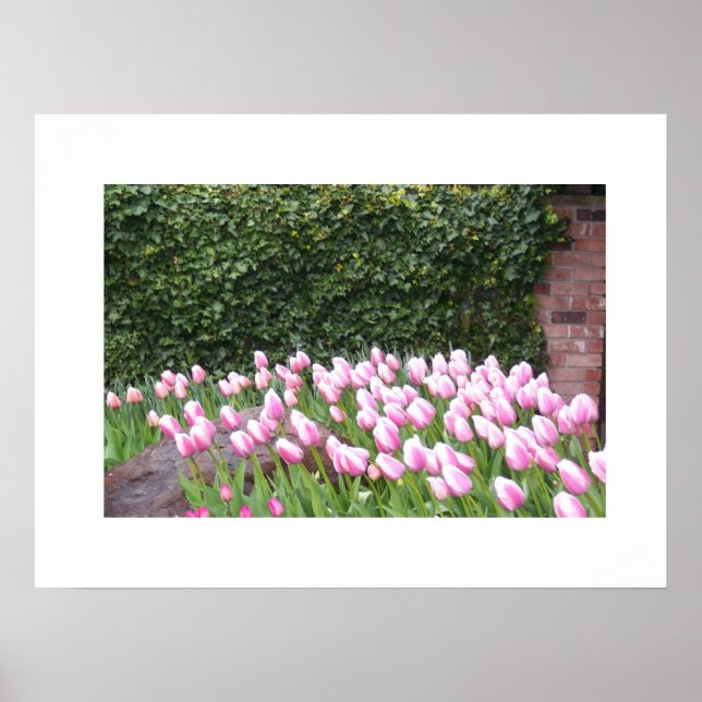 Garden Tulips Picture Poster (Front)