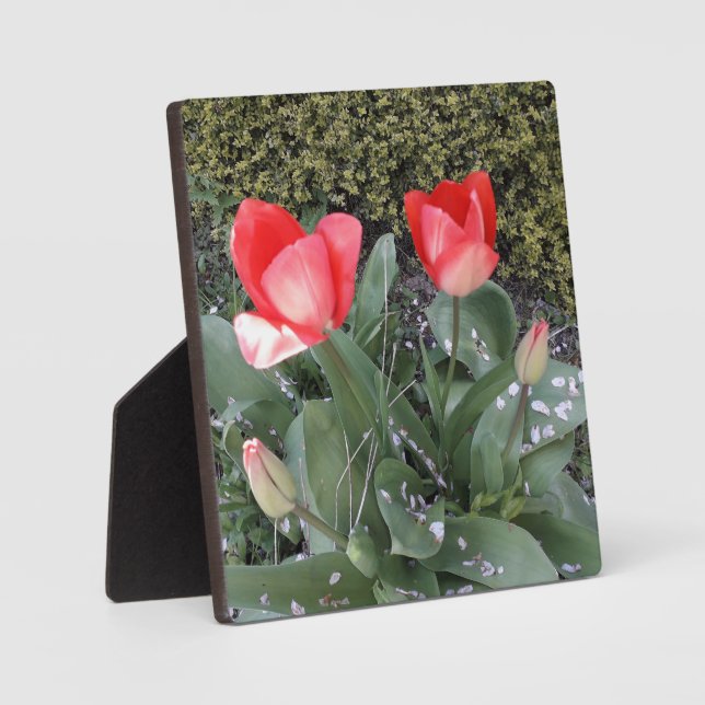 Garden tulips plaque (Front)