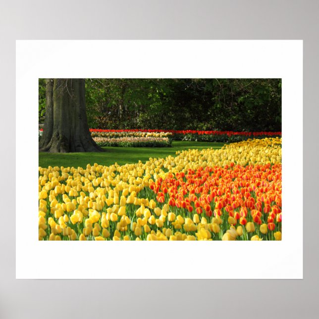 Garden Tulips Poster (Front)