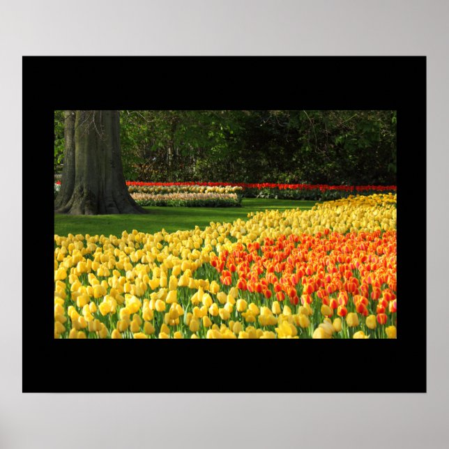 Garden Tulips Poster (Front)