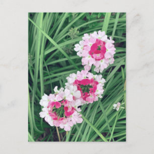 Garden Verbena Postcard