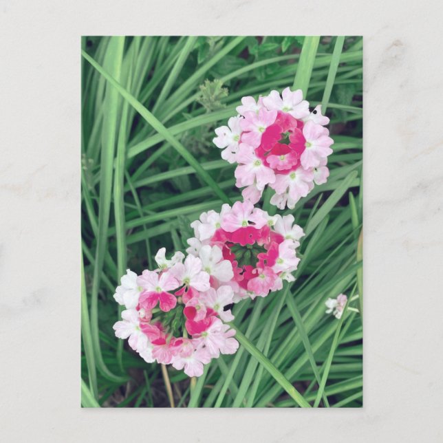 Garden Verbena Postcard (Front)