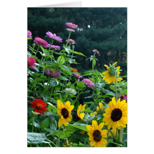 Garden View- sunflower, daisies, cosmos (Front)