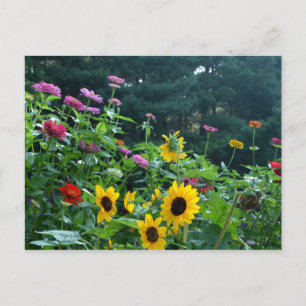 Garden View- sunflower, daisies, cosmos Postcard