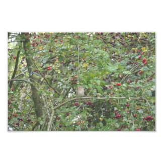 Garden Warbler and Blue Tit Photo Print