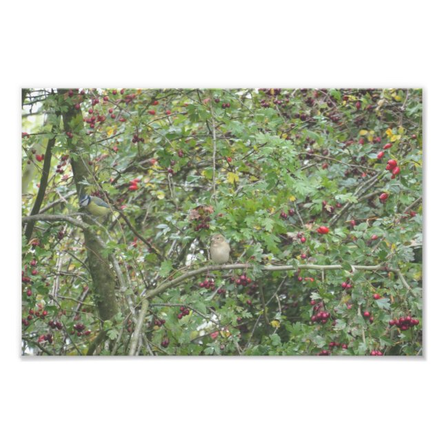 Garden Warbler and Blue Tit Photo Print (Front)