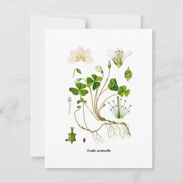 Gardener (Front)