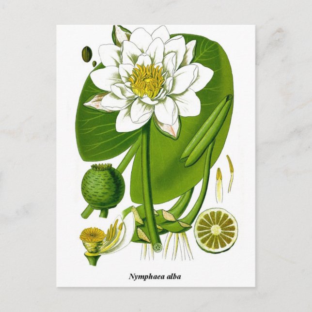 Gardener Postcard (Front)