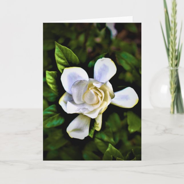 Gardenia, card (Front)