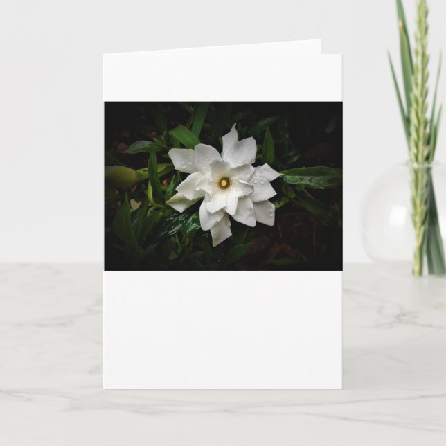 Gardenia, card (Front)