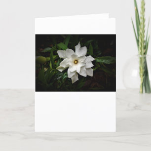 Gardenia, card
