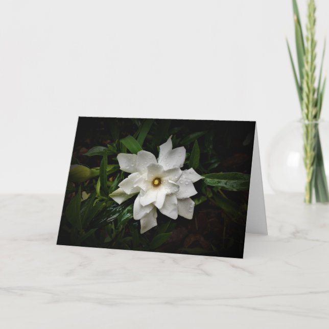 Gardenia, card (Front)