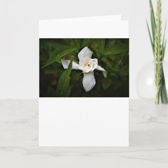 Gardenia, card (Front)