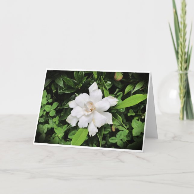 Gardenia, card (Front)