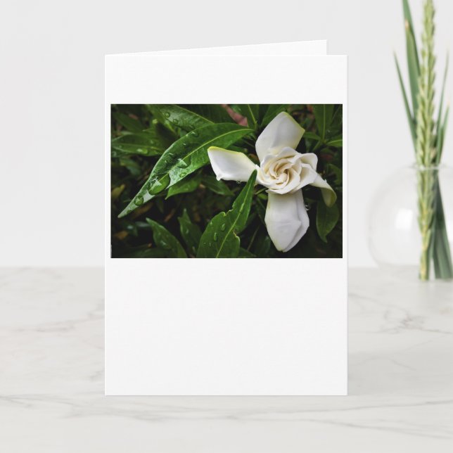 Gardenia, card (Front)