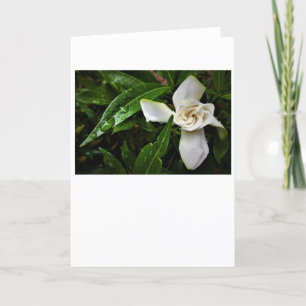 Gardenia, card