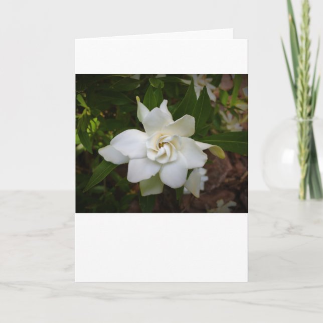 Gardenia, card (Front)