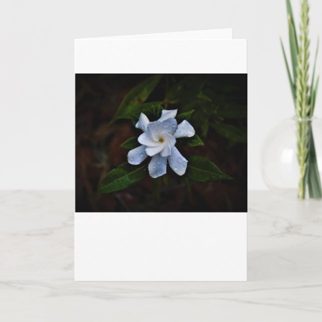Gardenia, card (Front)