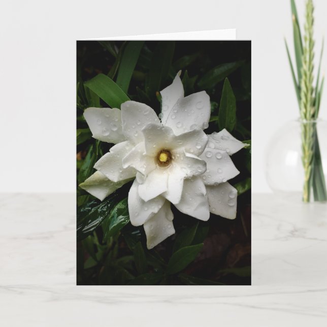 Gardenia, card (Front)