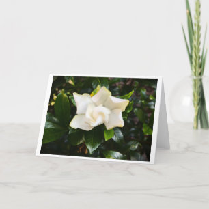 Gardenia, card