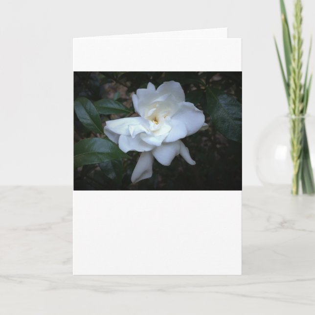 Gardenia, card (Front)