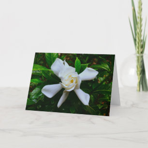 Gardenia, card
