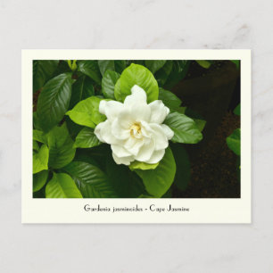 Gardenia Collectable Postcard