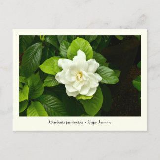 Gardenia Collectable Postcard