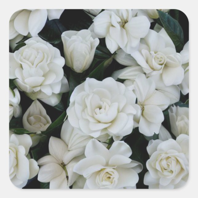 Gardenia Flowers Square Sticker (Front)