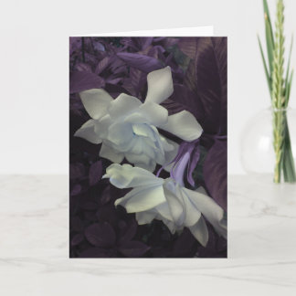 Gardenia Greeting Card