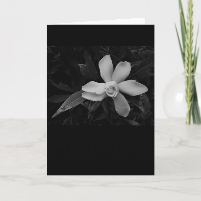 Gardenia - noir, card (Front)