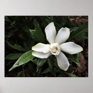 Gardenia, Poster