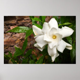Gardenia, Poster
