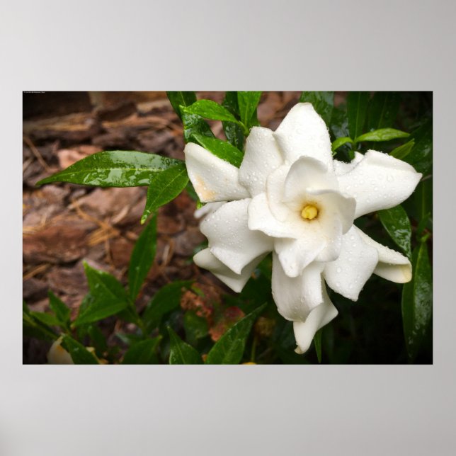 Gardenia, Poster (Front)