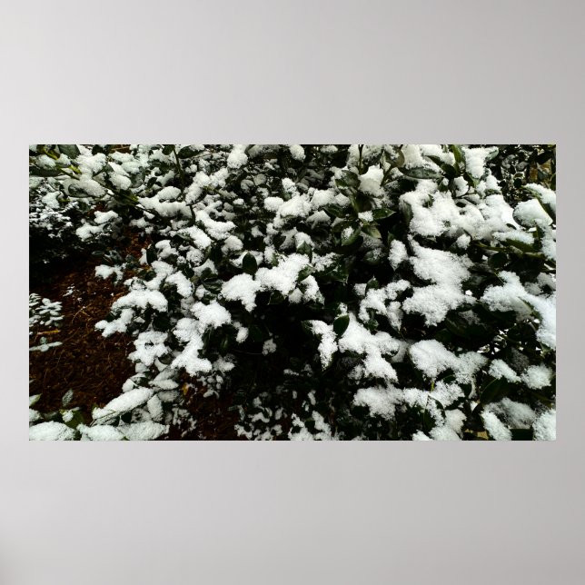 Gardenia & Snow, Poster (Front)
