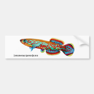 Gardneri Killifish Bumper Sticker