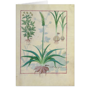 Garlic and other plants