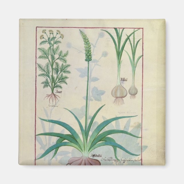 Garlic and other plants magnet (Front)