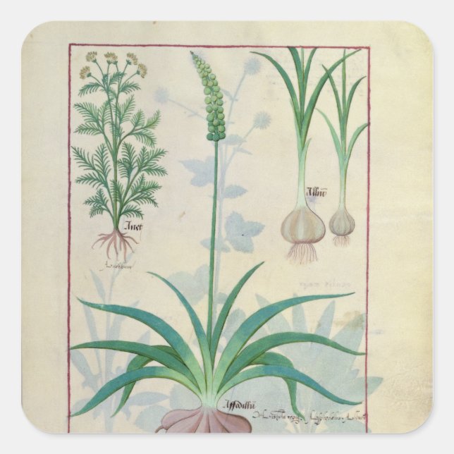 Garlic and other plants square sticker (Front)