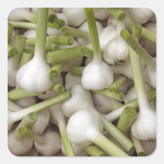 Garlic bulbs square sticker (Front)