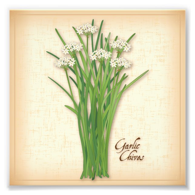 Garlic Chives Herb Photo Print (Front)