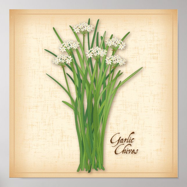 Garlic Chives Herb Poster (Front)