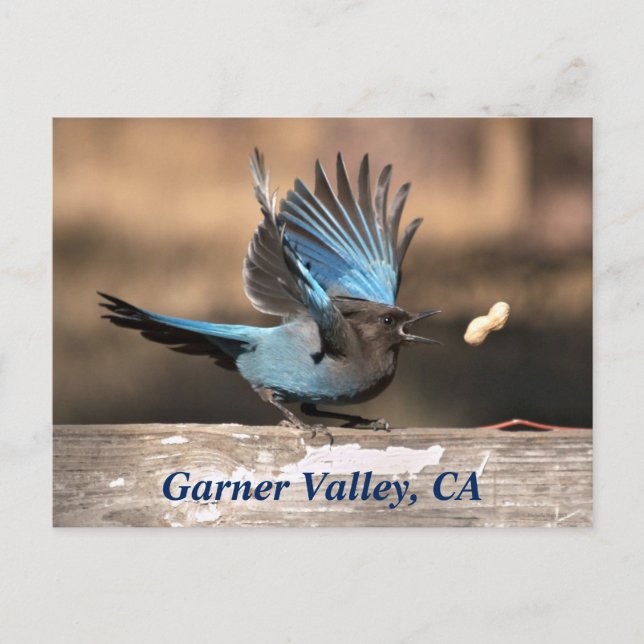 Garner Valley, CA Postcard (Front)