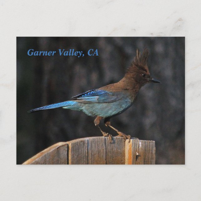 Garner Valley, CA postcard (Front)